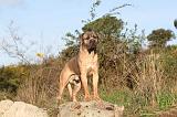 CANE CORSO 124
